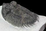 Bargain, Coltraneia Trilobite Fossil - Huge Faceted Eyes #92120-4